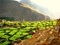 Bifao Hispar Pakistan